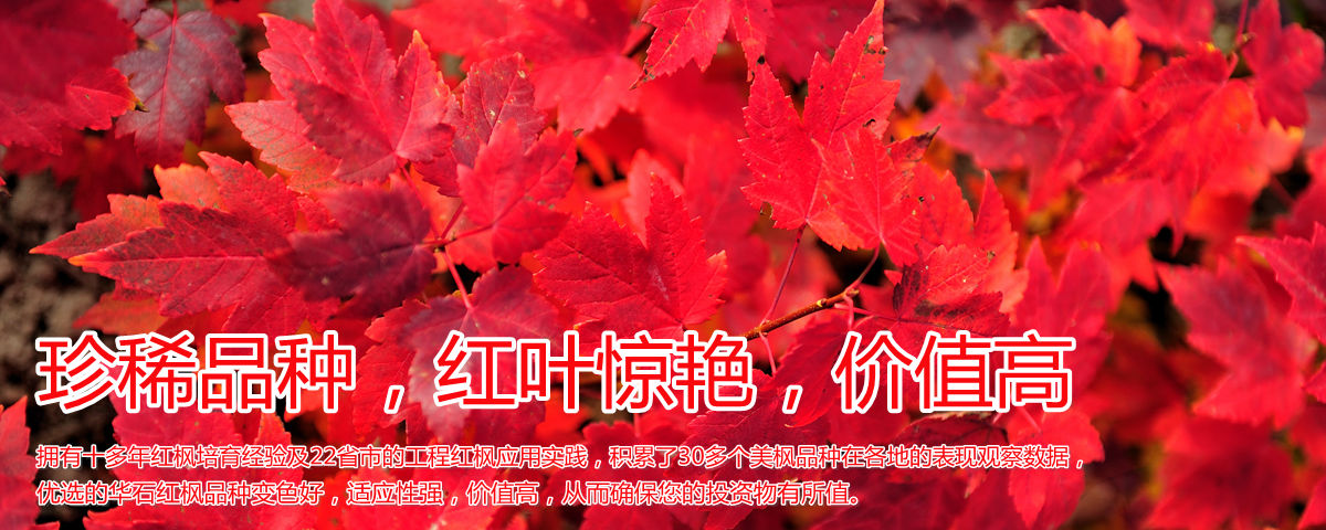 變色驚艷、品種稀缺、價值高