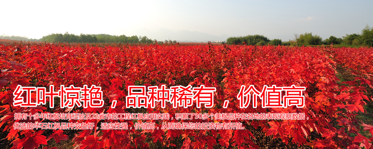 變色驚艷、品種稀缺、價值高