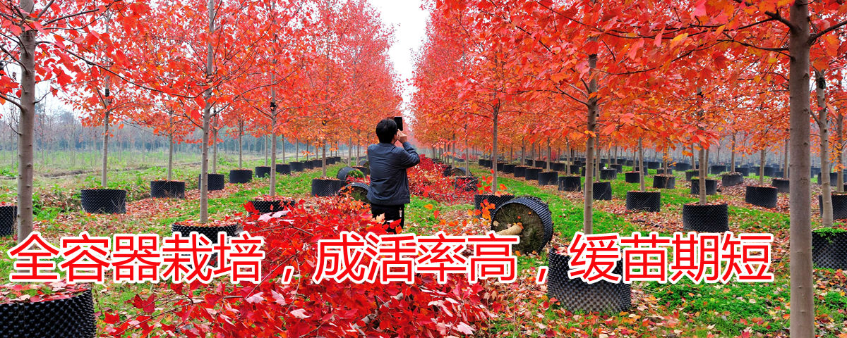 全程容器栽培，成活率高，緩苗期短