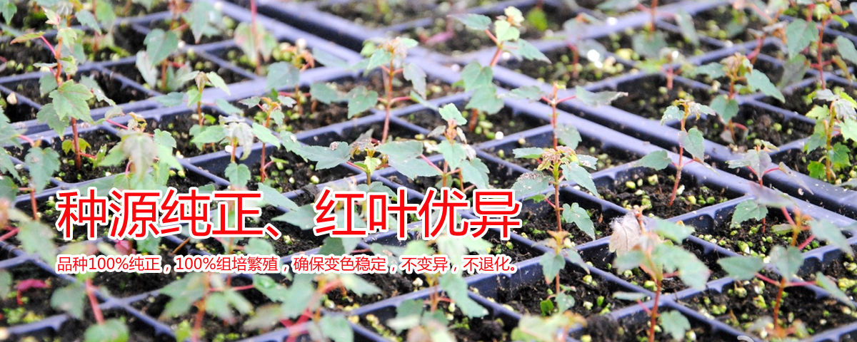 種源純正、表現優異